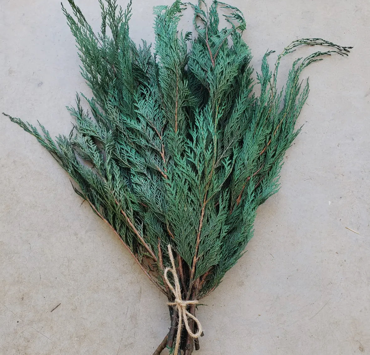 Preserved Cedar Greenery Bundles