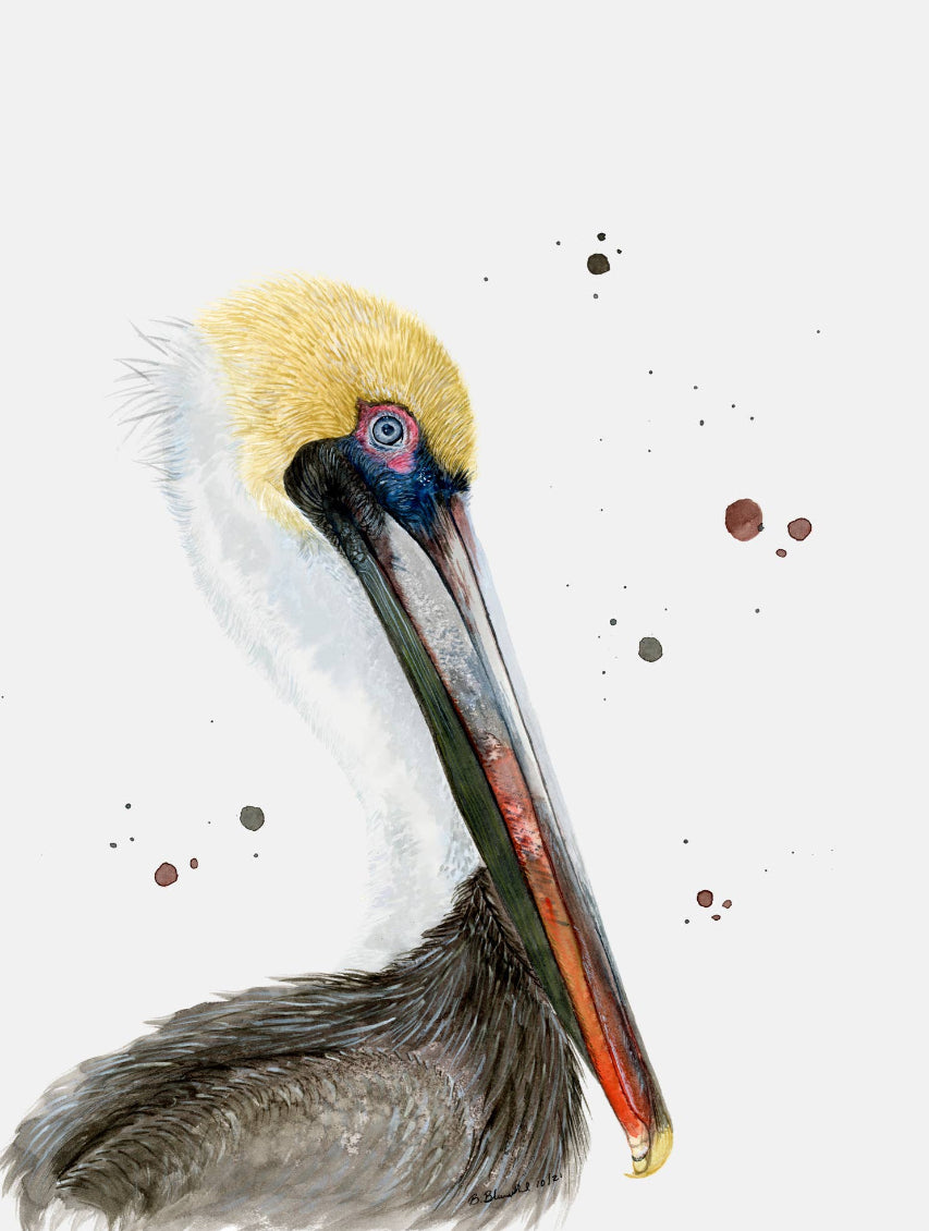 Pelican Portrait Stretched Canvas / Brett Blumenthal