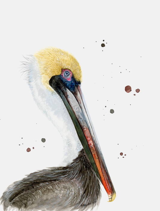Pelican Portrait Stretched Canvas / Brett Blumenthal