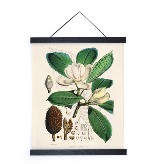 Vintage Botanical Magnolia Print